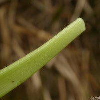 Eriocaulon brownianum Mart.